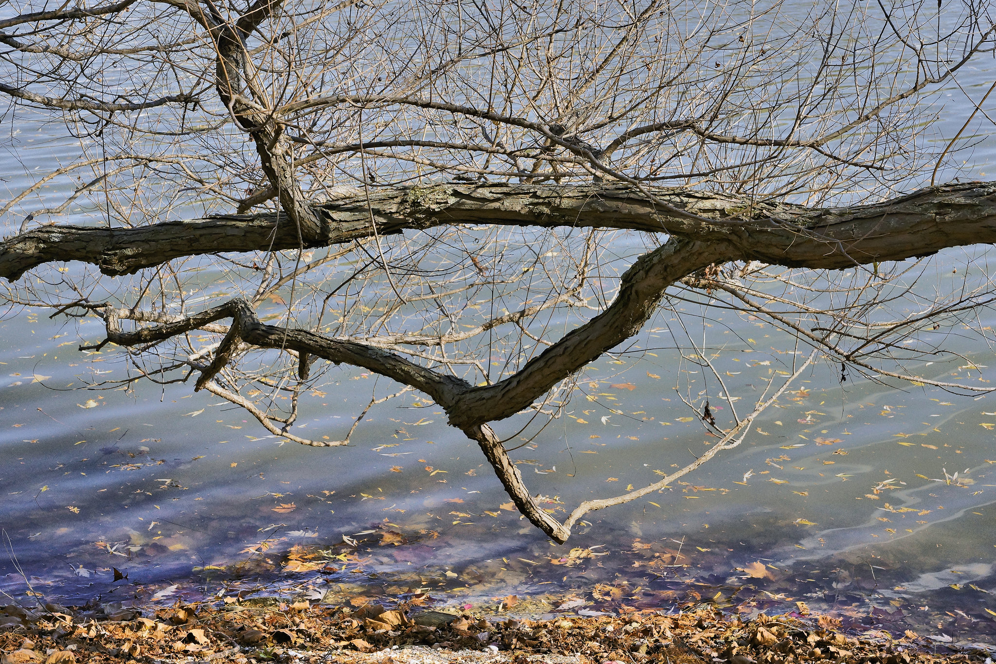Nature Imitating Art – Grounds for Sculpture, Hamilton Township, Trenton, New Jersey
