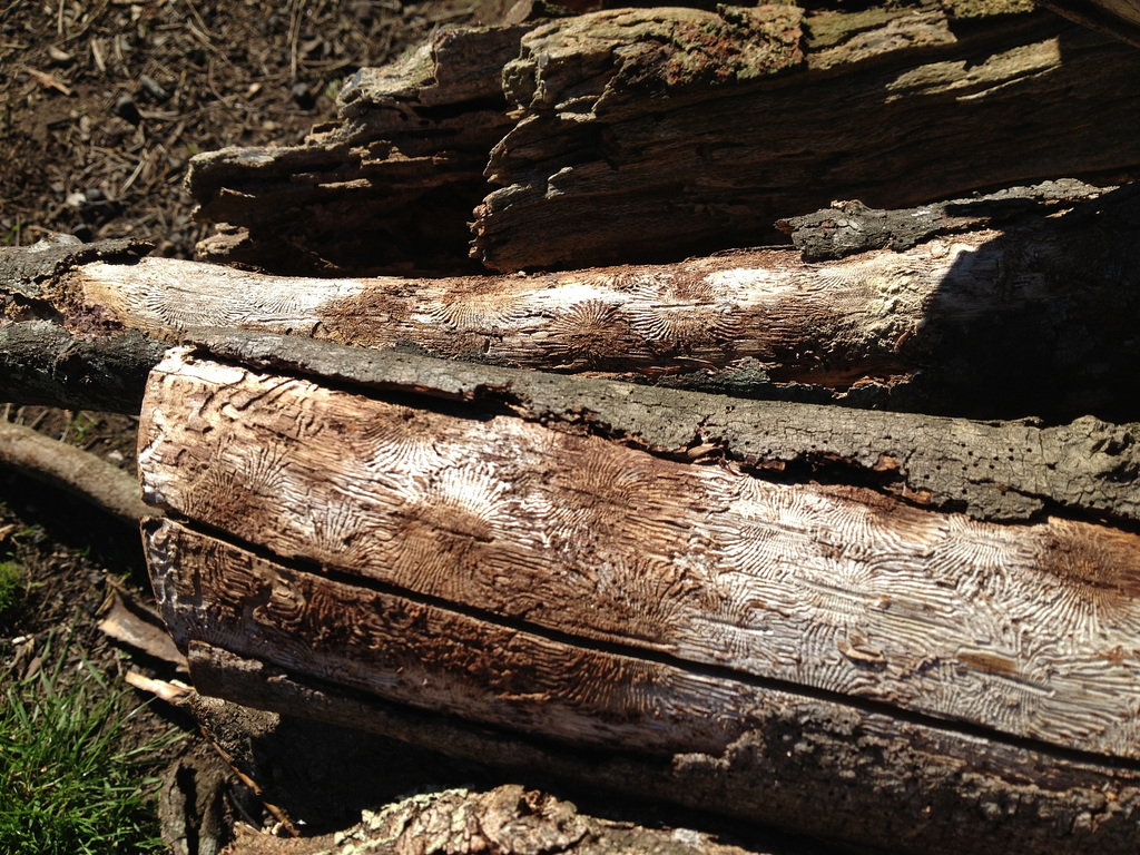 patterns in the wood