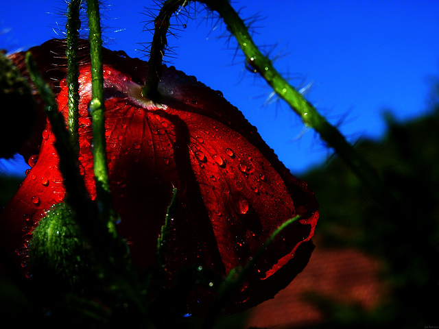 L'Art de la nATuRe