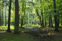 lichter Laubwald