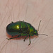 IMG 8348beetle