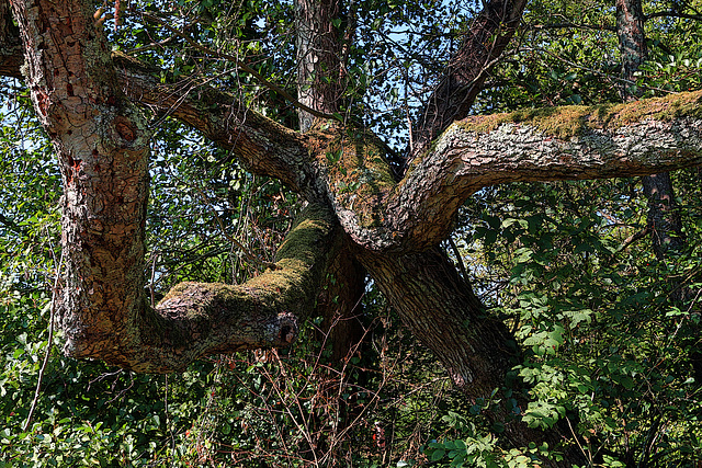 Deux arbres emmêlés