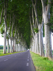 Platanes dans le sud Ouest de la France