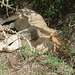 Tarangire, This Lion is Alive. He Just Sleeps.