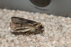 Moth EF7A4446