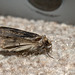 Moth EF7A4446