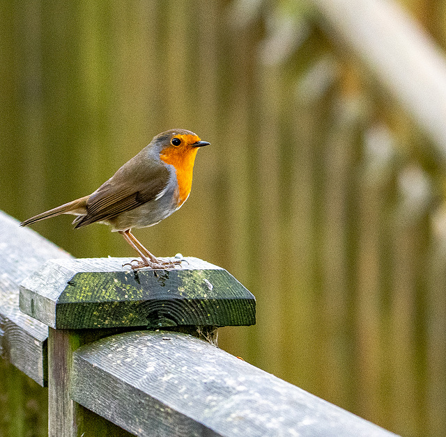 Robin