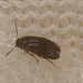 Beetle in a sweep met