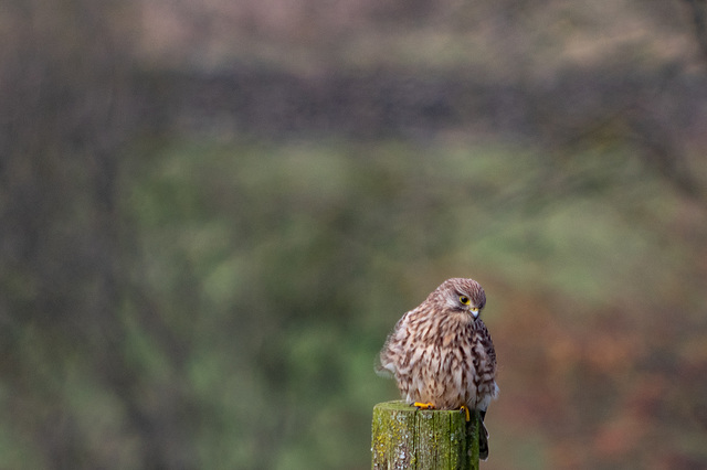 Kestrel