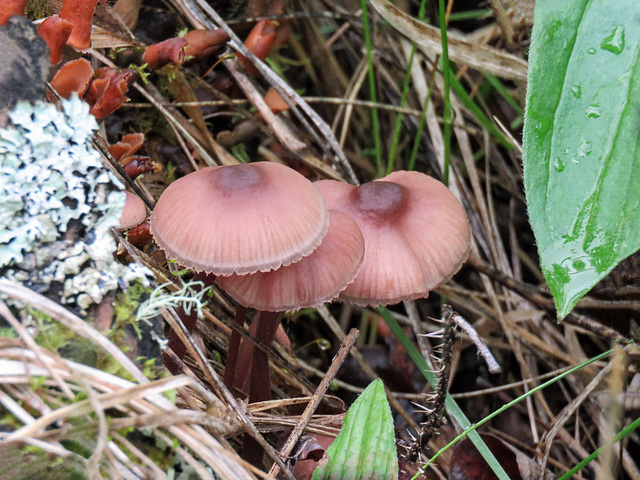 Fungus in Aspen forest