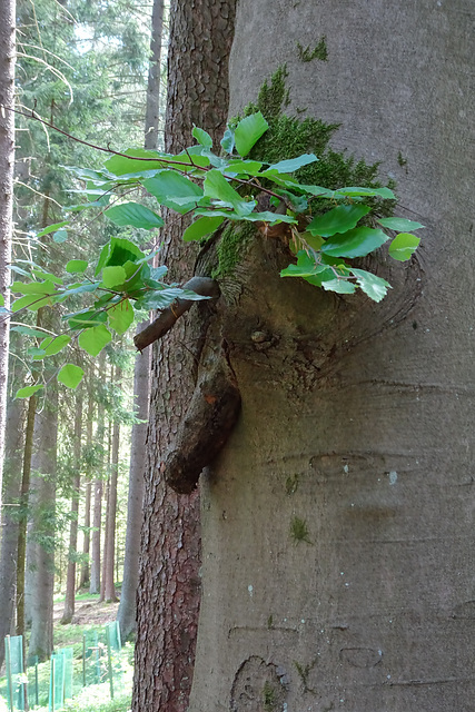 Nasix, der Baumbold