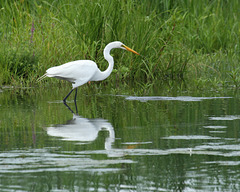 49/50 grande aigrette-great egret