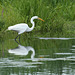 49/50 grande aigrette-great egret