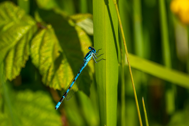 Azure damselfly