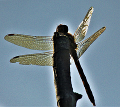 Dragonfly Wings!