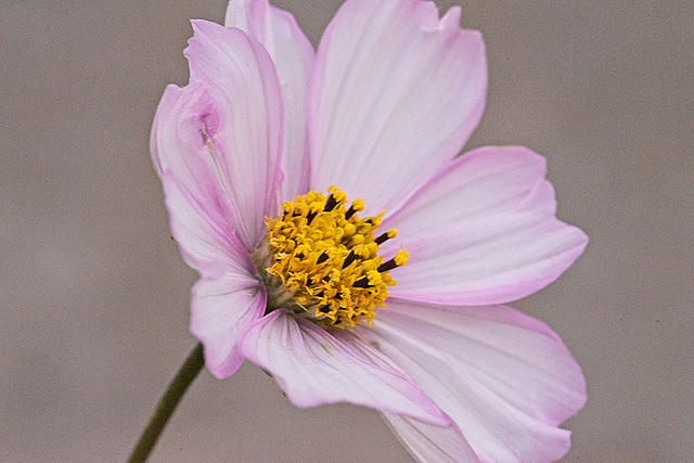 cosmos close-up