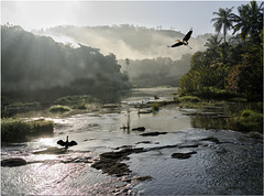 Periyar River at Dawn