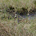 Moorland Grasses and a Dunlin