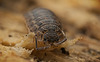 Die Rathke-Assel (Trachelipus rathkii) unterm Totholz entdeckt :)) The Rathke's Woodlouse (Trachelipus rathkii) discovered under dead wood :)) Le cloporte de Rathke (Trachelipus rathkii) découvert sous du bois mort :))