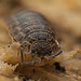 Die Rathke-Assel (Trachelipus rathkii) unterm Totholz entdeckt :)) The Rathke's Woodlouse (Trachelipus rathkii) discovered under dead wood :)) Le cloporte de Rathke (Trachelipus rathkii) découvert sous du bois mort :))