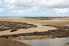 driftwood