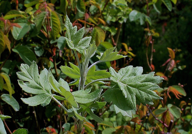 Malus triloba