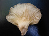 Champignon
