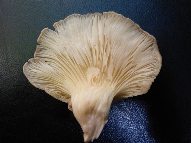 Champignon