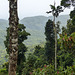 Rain forest on way to Brasso Seco, Trinidad, Day 5