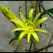 Passiflora citrina- passiflore citrine