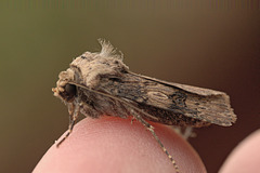 Moth EF7A4249