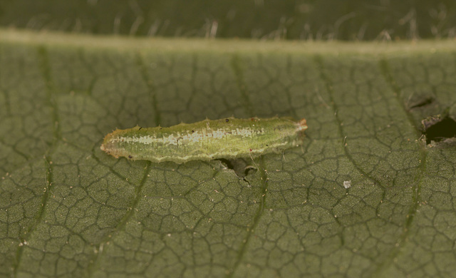 Hoverfly larva IMG_1116