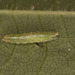 Hoverfly larva IMG_1116