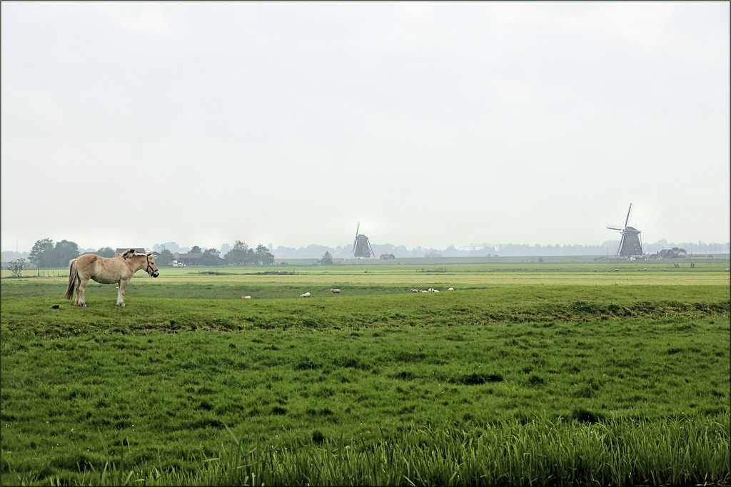 Nieuwkoop (NL) 13 mai 2018.