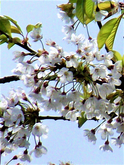 Lovely blossom