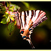 Mariposa Zebra Swallowtail + 1 nota