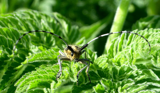 Un joli face à face !