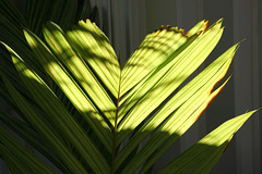 218/365 2025 highlighted