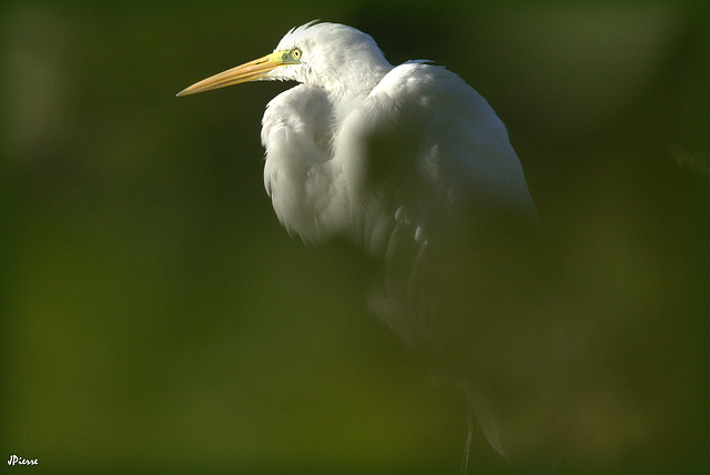 Grande Aigrette