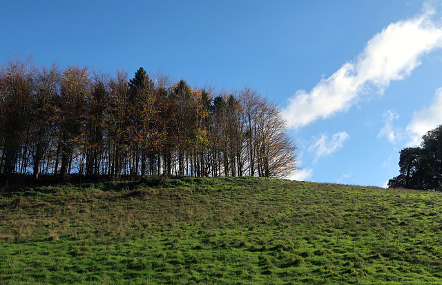 Box Copse