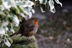 my friendly Robin