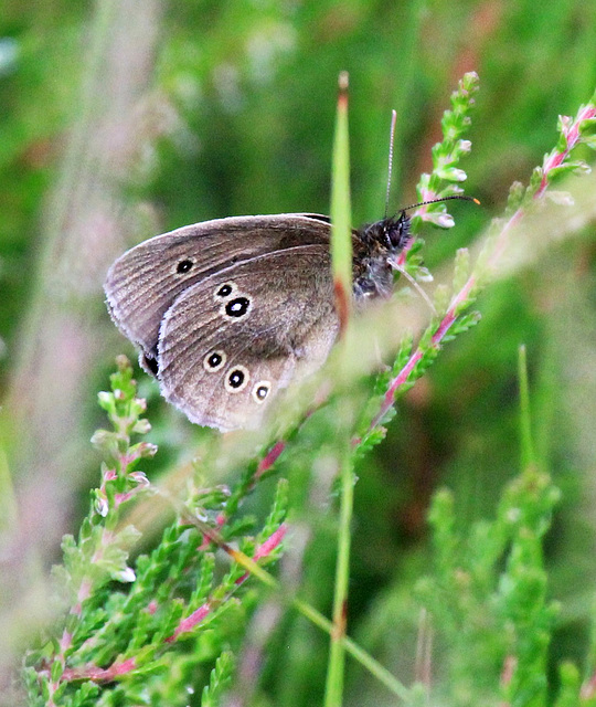 Brauner Waldvogel