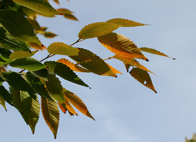 Zelkova serrata