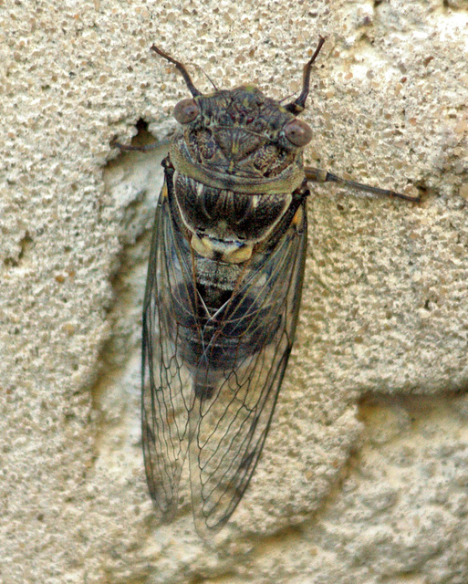 Naissance d'une Cigale N°9