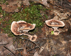 polypore perenne