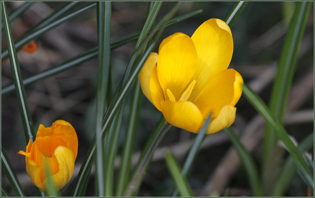 Crocus