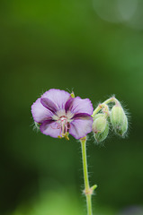 Geranium