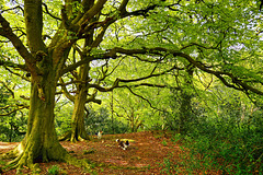 Under the beech tree canopy, North Yorkshire