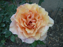 Rosa de colores