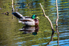 A mallard resting